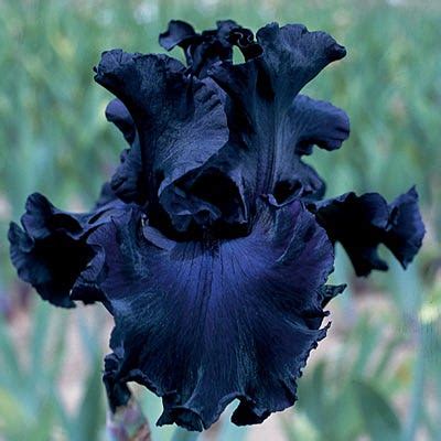 Bearded Iris Blackalicious Iris Germanica American Meadows