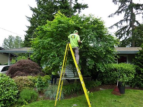 Tree Pruning Lg Millers Turf