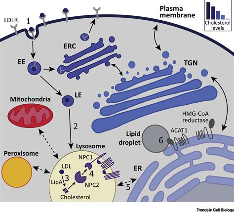 Emerging Roles For The Lysosome In Lipid Metabolism Trends In Cell Biology