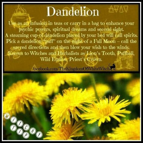 Magical Uses For Dandelion Plant Magic Magic Herbs Herbal Magic