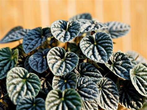 Radiator Plant Care Propagation And Popular Species The Gardening