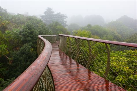 Gallery of Kirstenbosch Centenary tree canopy walkway / Mark Thomas ...