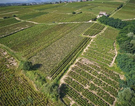 Domaine De Bel Air Vins Du Beaujolais