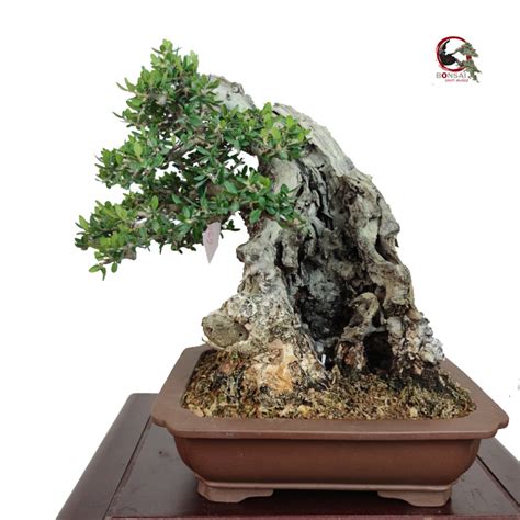 OLEA VAR SYLVESTRIS SANTI MUÑOZ BONSAI