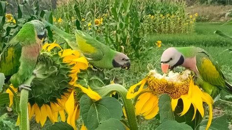 Funny Talking Parrots Eat Sunflower With Parrot Vlog Parrot Point