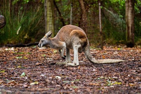 Kangaroo in Its Habitat in a Zoo Stock Photo - Image of shallow ...