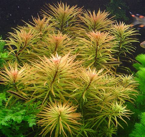 Людвігія куба, Ludwigia inclinata var. verticillata Cuba купити з ...