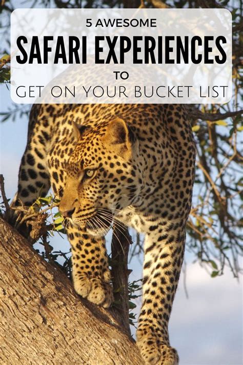 Awesome Safari Experiences To Get On Your Bucket List