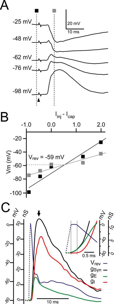 Contribution Of Excitatory And Inhibitory Conductances To The Pw Evoked