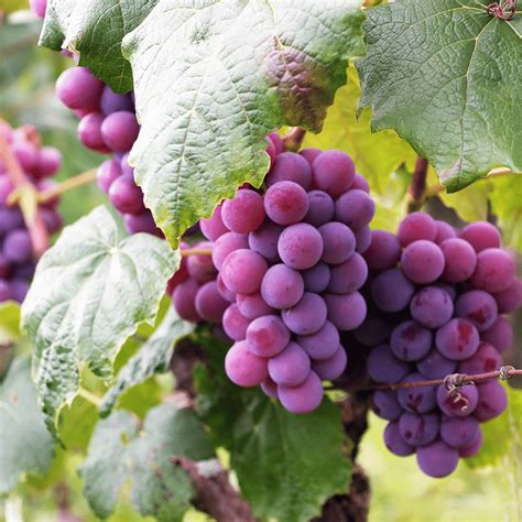 Symbolism Of Grapes Meaning And Significance In Different Cultures