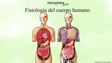 Fisiología del Cuerpo Humano Educapedia