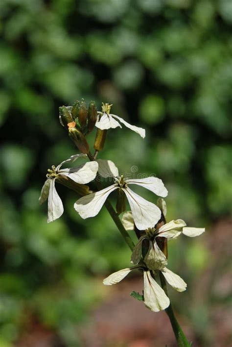 Flowering Arugula (Eruca Vesicaria Ssp. Sativa) Stock Image - Image of floral, macro: 263569035