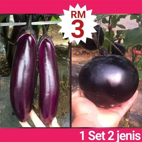 Q Q Biji Benih Terung Panjang Dan Bulat Eggplant Brinjal Long And