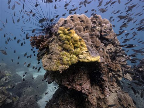 Una Misteriosa Enfermedad Mata Los Corales De Tailandia