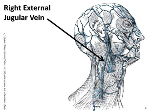 Right External Jugular Vein The Anatomy Of The Veins Vis Flickr