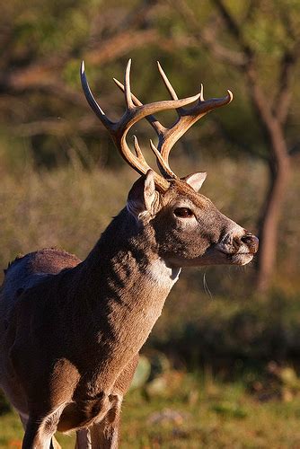 Job Hunting… Finding That 30 Point Buck | Planting Dollars