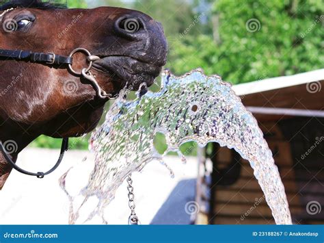 Funny Drinking Bay Horse Royalty Free Stock Photography Image 23188267