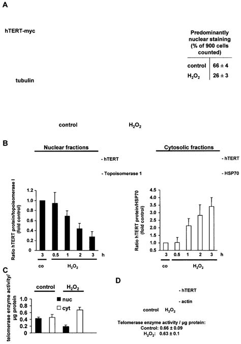 Exogenous Oxidative Stress Induces Translocation Of Htert A A