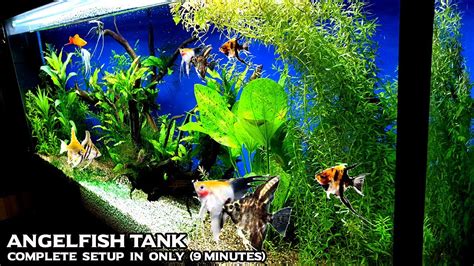 Low Budget Angelfish Aquarium Setup Complete Guide YouTube