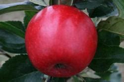 Buy Katy Apple Tree Online Crj Fruit Trees Nursery Uk