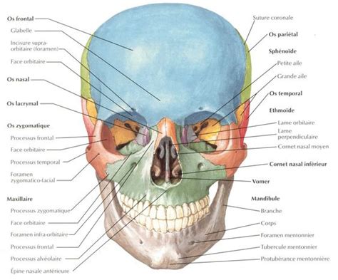 Anatomie et pathologie la Face et la cavité buccale Mon Bloc