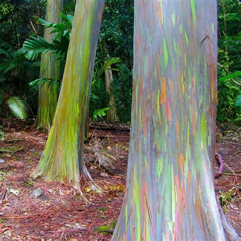 Behold The Rainbow Eucalyptus Eucalyptus Deglupta This Large Evergreen Tree Grows Up To About