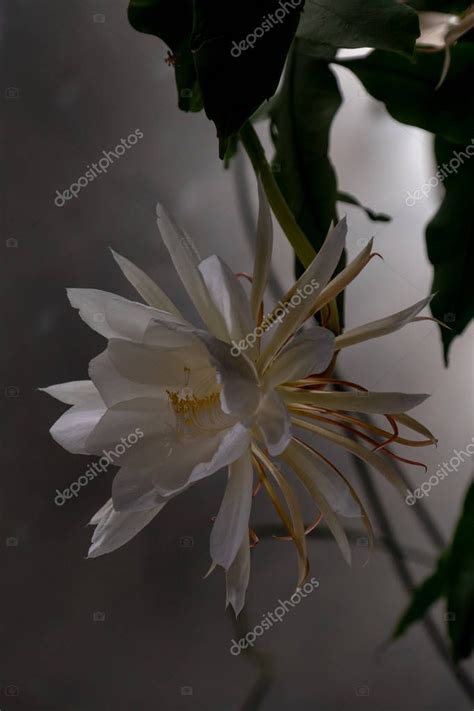 La Reina De La Noche Dama De Noche Epiphyllum Oxypetalum Especie De