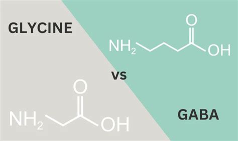 Glycine Vs Gaba A Guide To Two Inhibitory Amino Acids