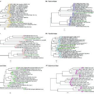 Phylogenetic Relationships Among The Viruses Identified In This Study