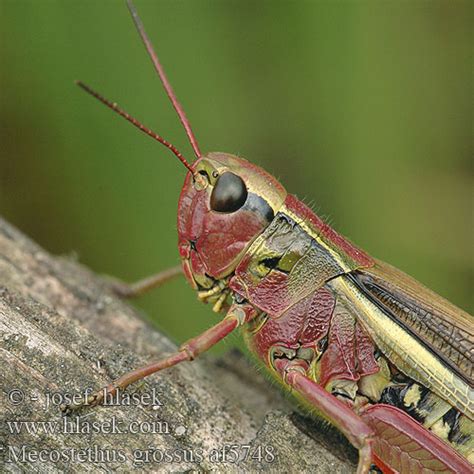 Kärrgräshoppa Mecostethus grossus Large Marsh Grasshopper Sumpfschrecke