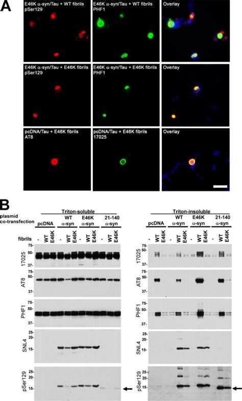 Phospho Tau Ser202 Thr205 Antibody Biotin Monoclonal At8