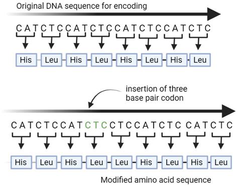 A An Insertion Mutation Is Caused By Insertion Of Three Base Pair Download Scientific Diagram