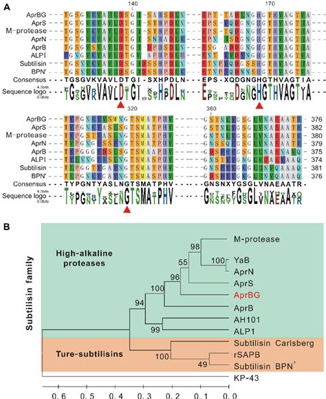 Conserved Amino Acid Sequence Alignment A And Phylogenetic Tree B