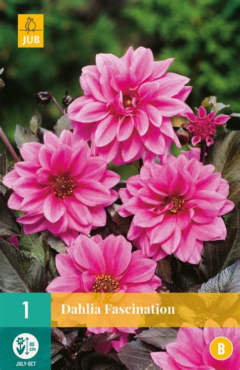 Dahlia Fascination 1st Bloembollen Jub Holland Bol