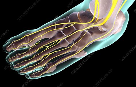 Plantar Foot Nerve Anatomy