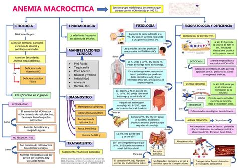 Anemia Macrocítica Apuntes Medicos uDocz