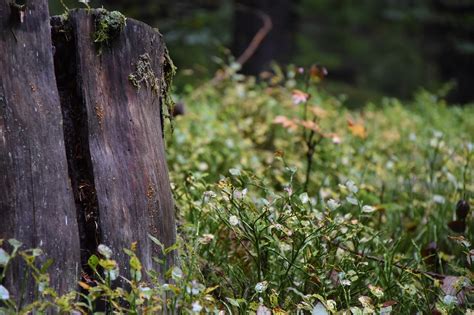 Wald Heidelbeere Baumstamm Kostenloses Foto Auf Pixabay Pixabay