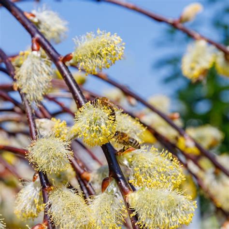 Duchy Of Cornwall Nursery