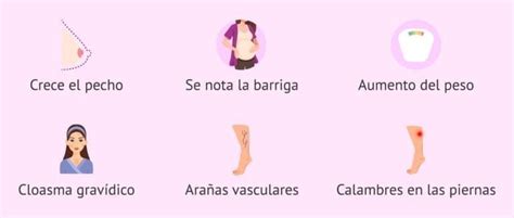 tercer mes de embarazo desarrollo del feto  sintomas en la mujer