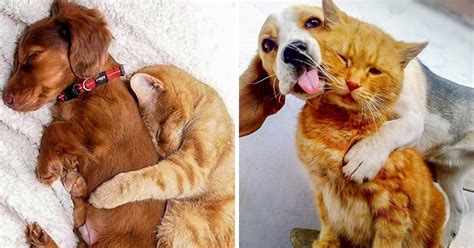 24 Fotos de amizades entre cães e gatos que vão tocar seu coração