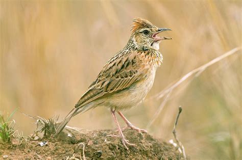 Rufous Naped Lark Photograph By Peter Chadwickscience Photo Library