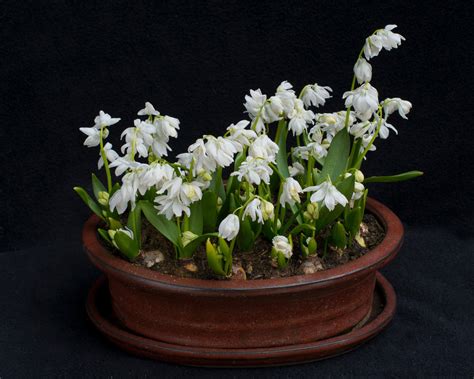 Scilla Siberica Alba White Siberian Squill Bulbs — Buy Online At