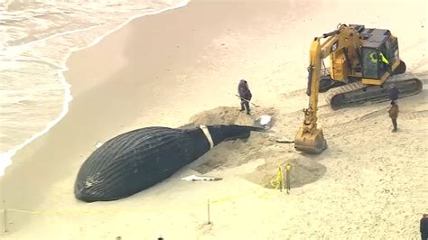 Blue Whale Dead At Beach