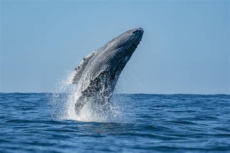 Ballena Jorobada Saltando Fuera Del Agua En Baja California Sur M Xico