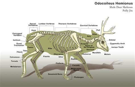 Deer Skeleton Labeled