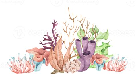 Seaweeds Underwater Ocean Plants Sea Coral Elements Watercolor Illustration 11286618 Png