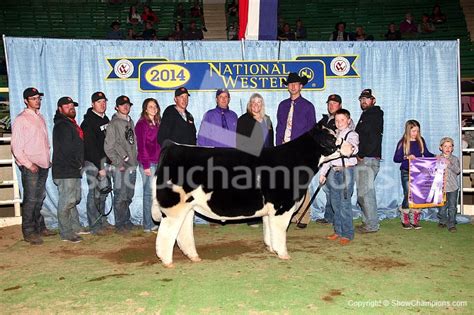 Nwss Open Prospect Steer Show The Pulse