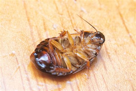 What Do Baby Roaches Look Like - All South Pest Control