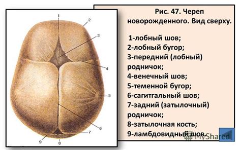 Шов Лямбдовидный фото