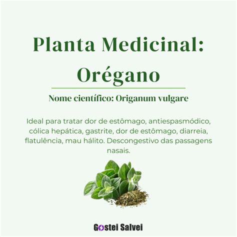 Plantas Medicinais Que Voc Pode Cultivar Em Casa Gosteisalvei